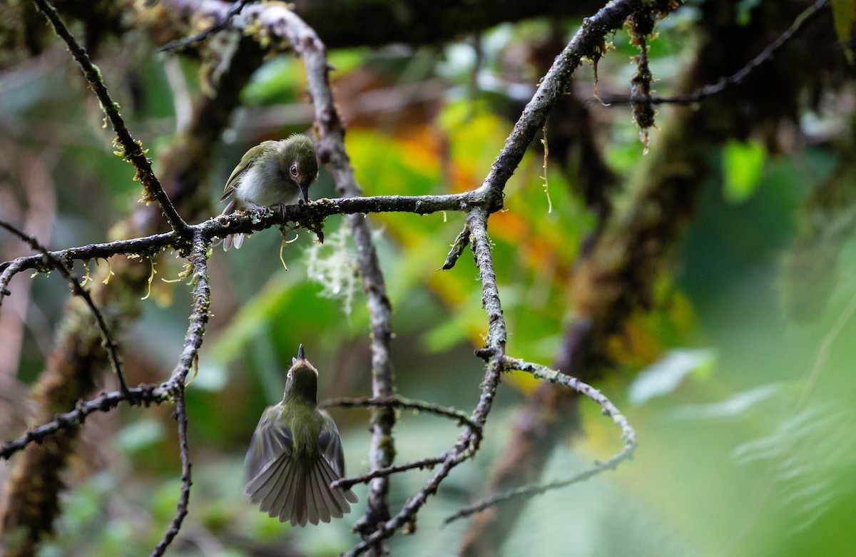 Black-throated Tody-Tyrant - ML434571071