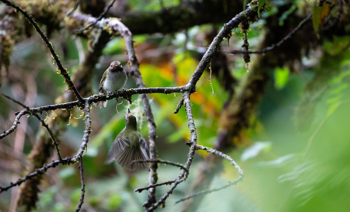 Black-throated Tody-Tyrant - ML434571091