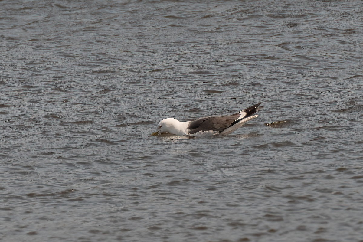 Lesser Black-backed Gull - ML434571241