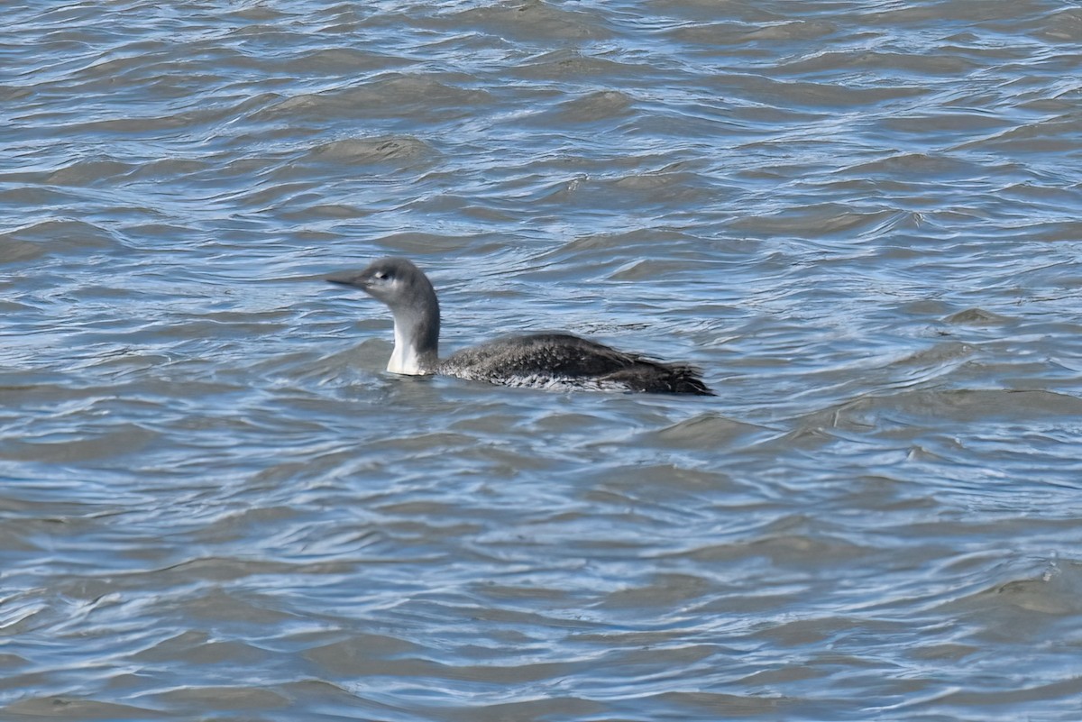 Red-throated Loon - ML434571341