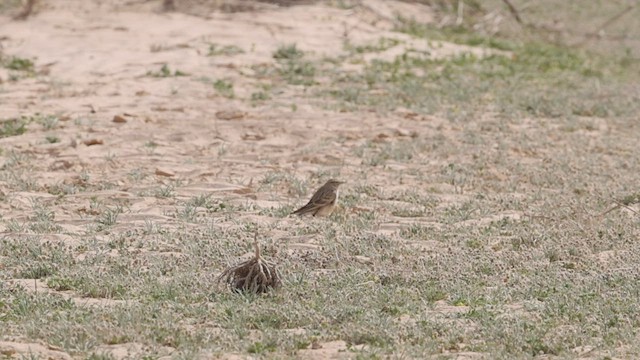 Greater Short-toed Lark - ML434571441