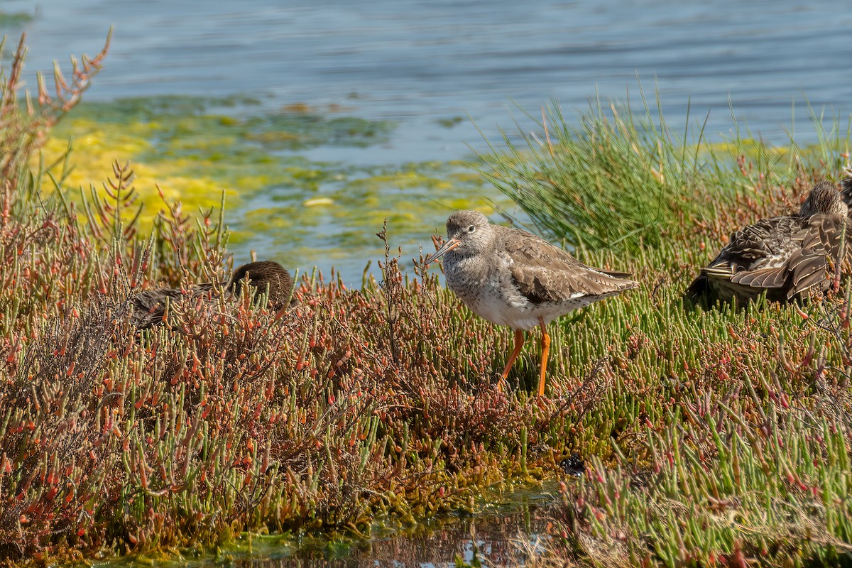 Common Redshank - Darryl Ryan