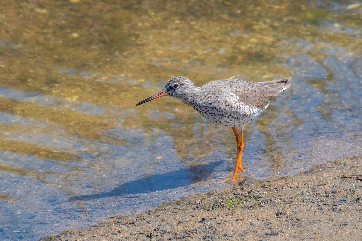 Common Redshank - Darryl Ryan