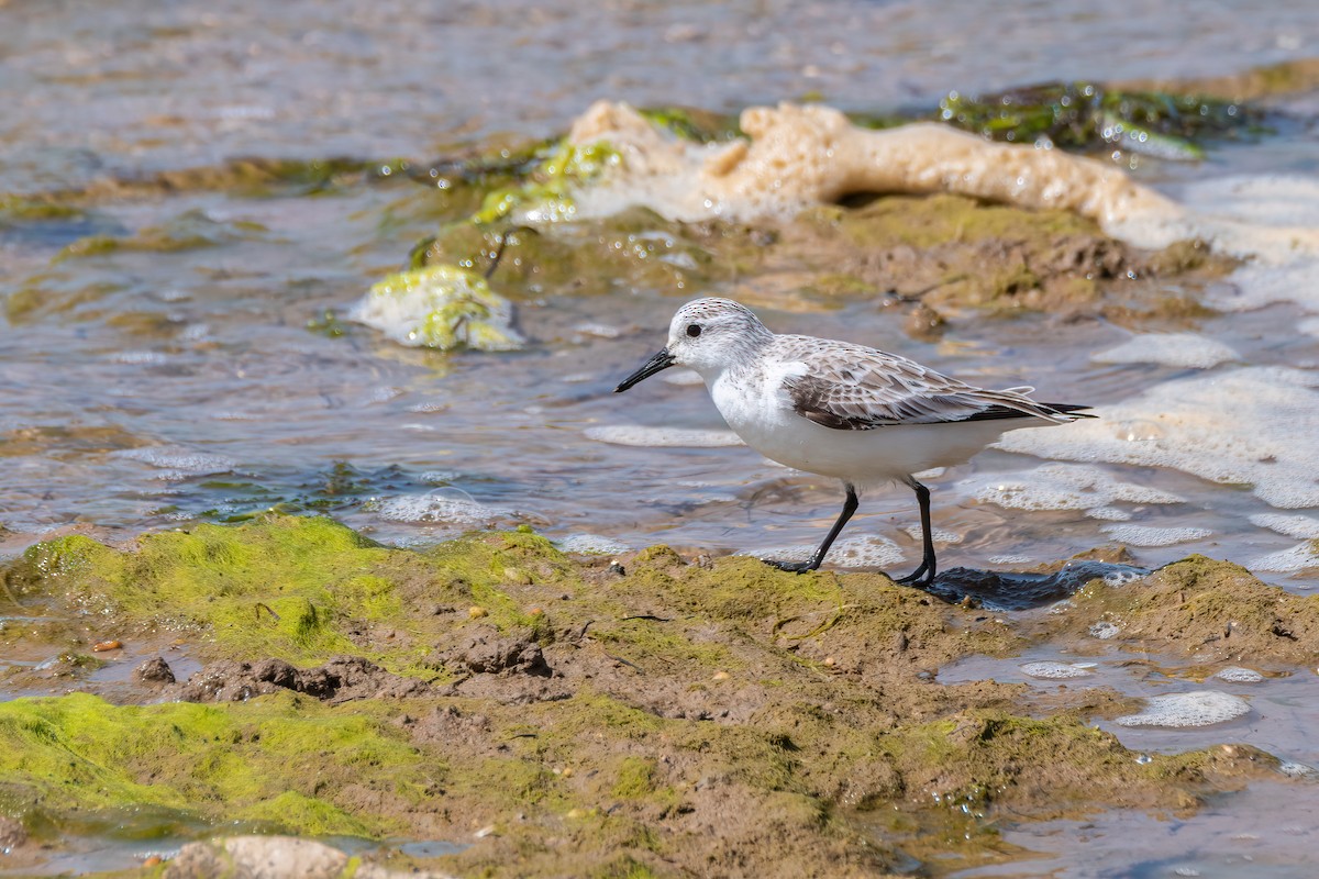 Bécasseau sanderling - ML434571901