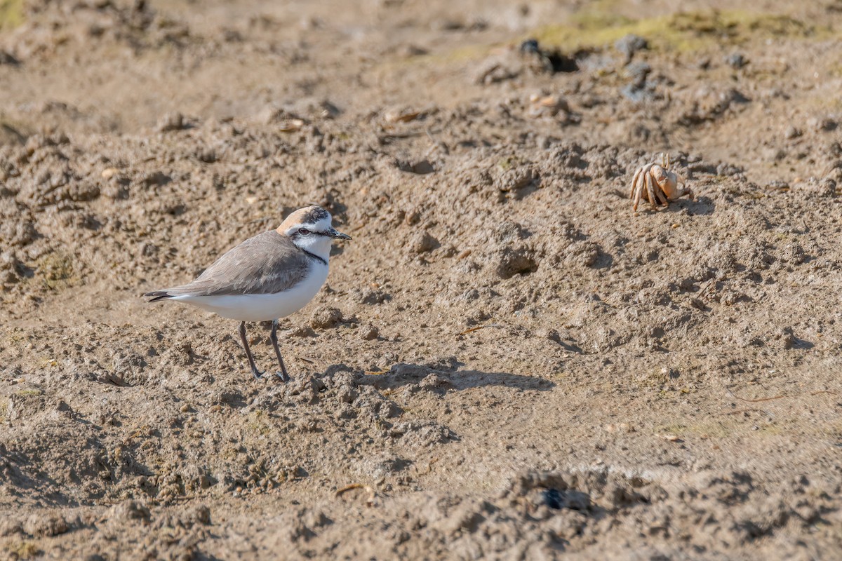 Kentish Plover - ML434572211