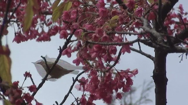 Taiwan Yuhina - ML434572911