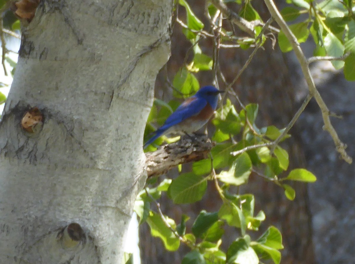 Western Bluebird - ML434573401