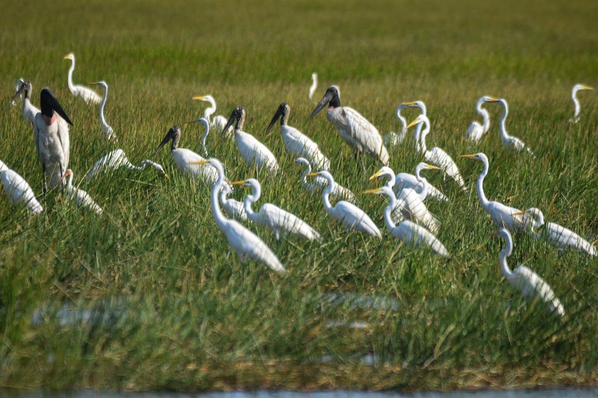 Wood Stork - ML434573981