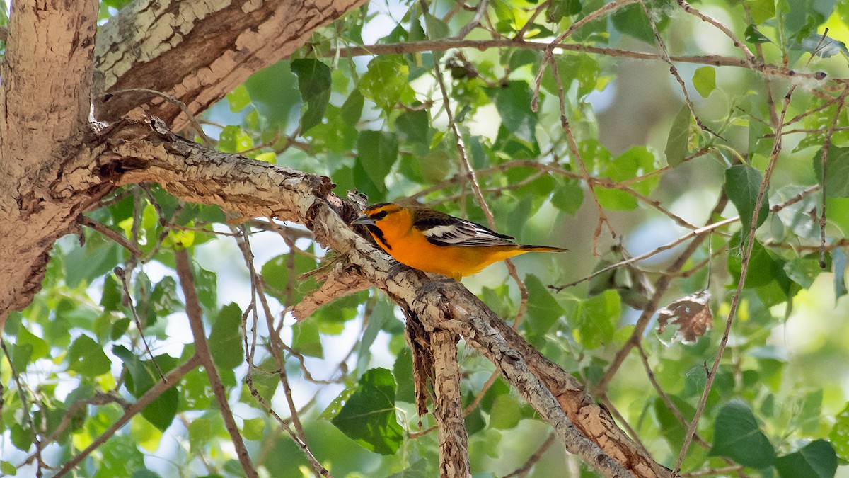 Bullock's Oriole - ML434574701