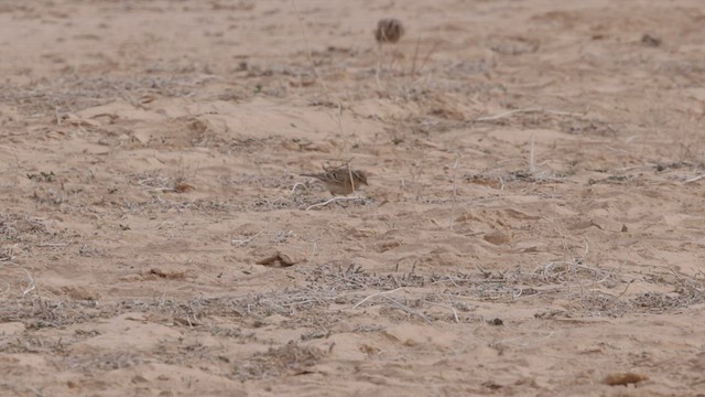 Greater Short-toed Lark - ML434575561