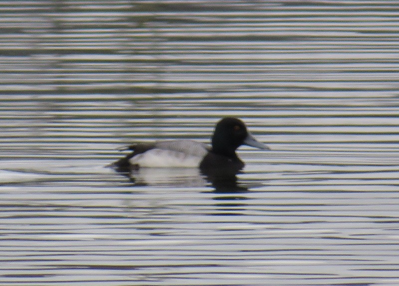 Greater Scaup - ML43457601