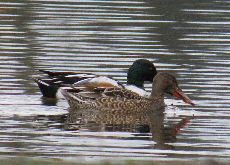 Northern Shoveler - ML43457631