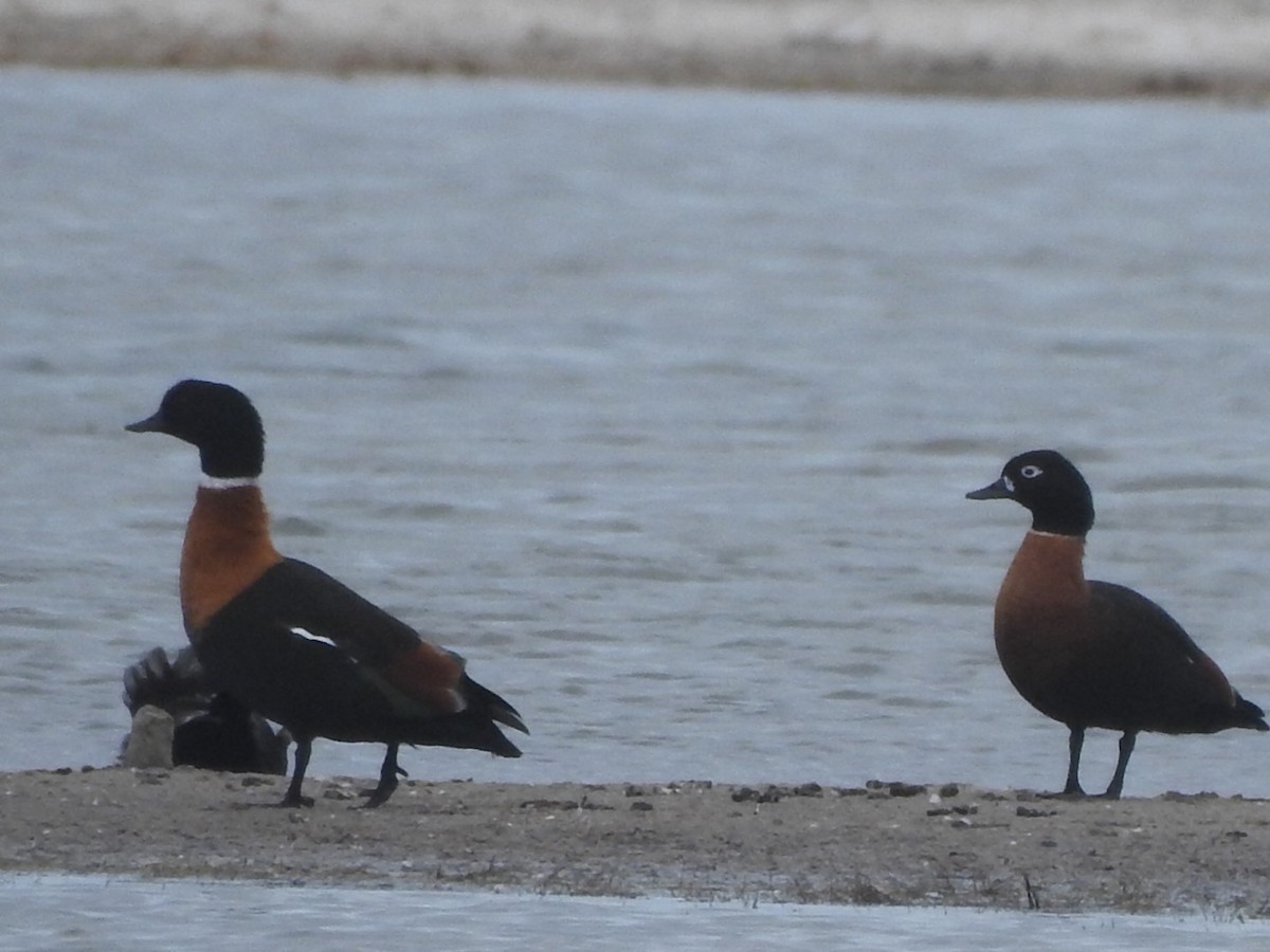 Australian Shelduck - ML434577071