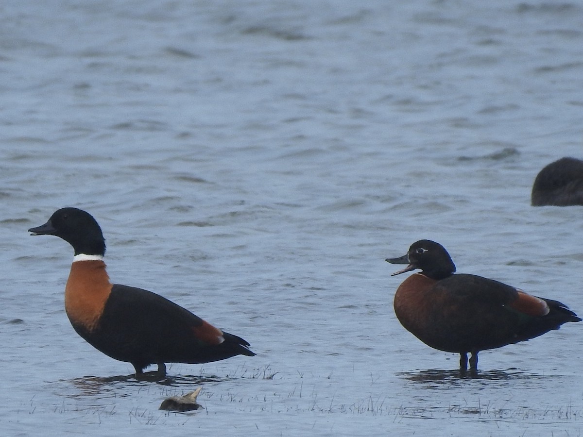 Australian Shelduck - ML434577081