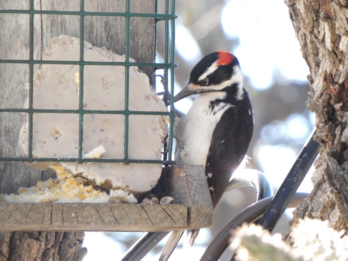 Hairy Woodpecker - ML434577311