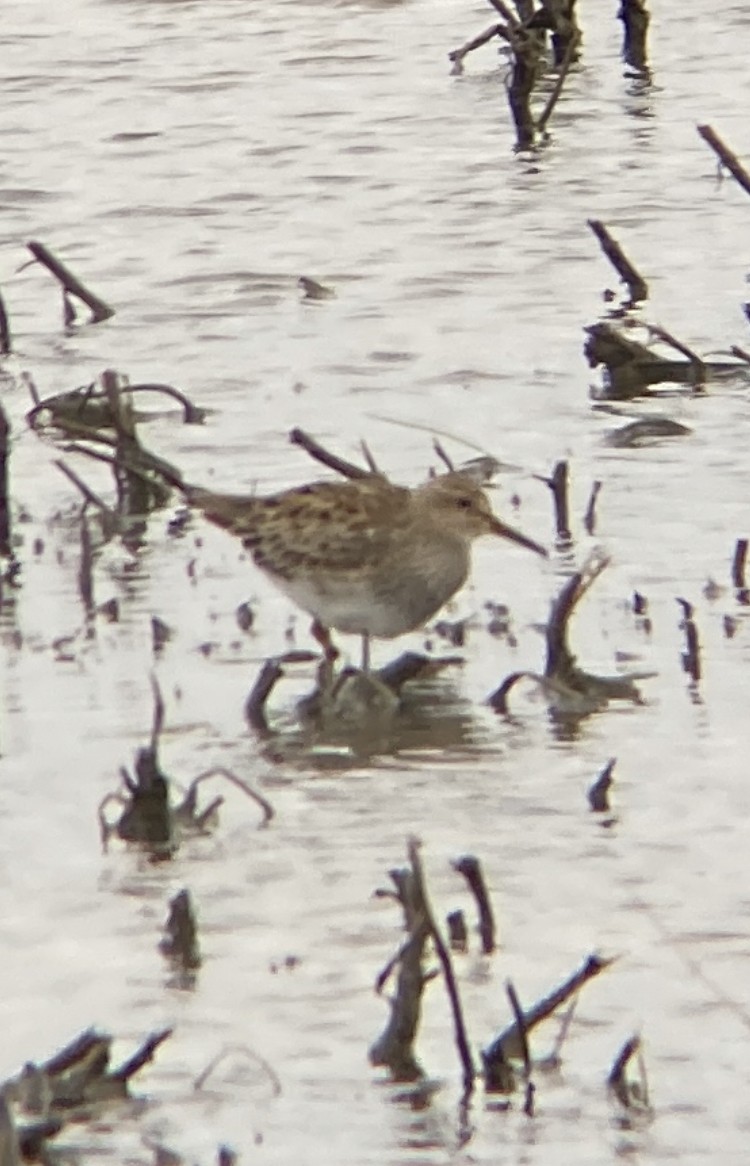 Pectoral Sandpiper - Drew Bailey