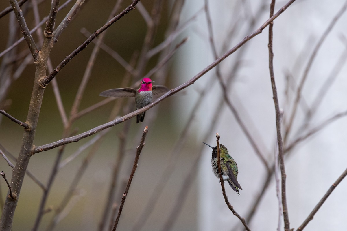 Anna's Hummingbird - ML434577581