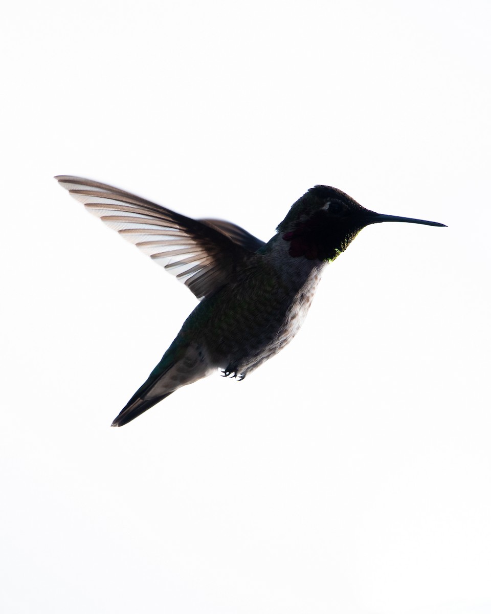Anna's Hummingbird - ML434577641