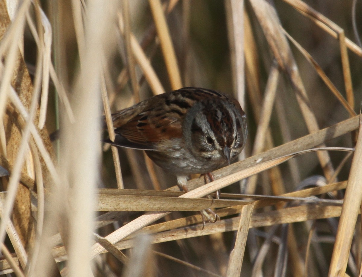 Swamp Sparrow - ML43457881