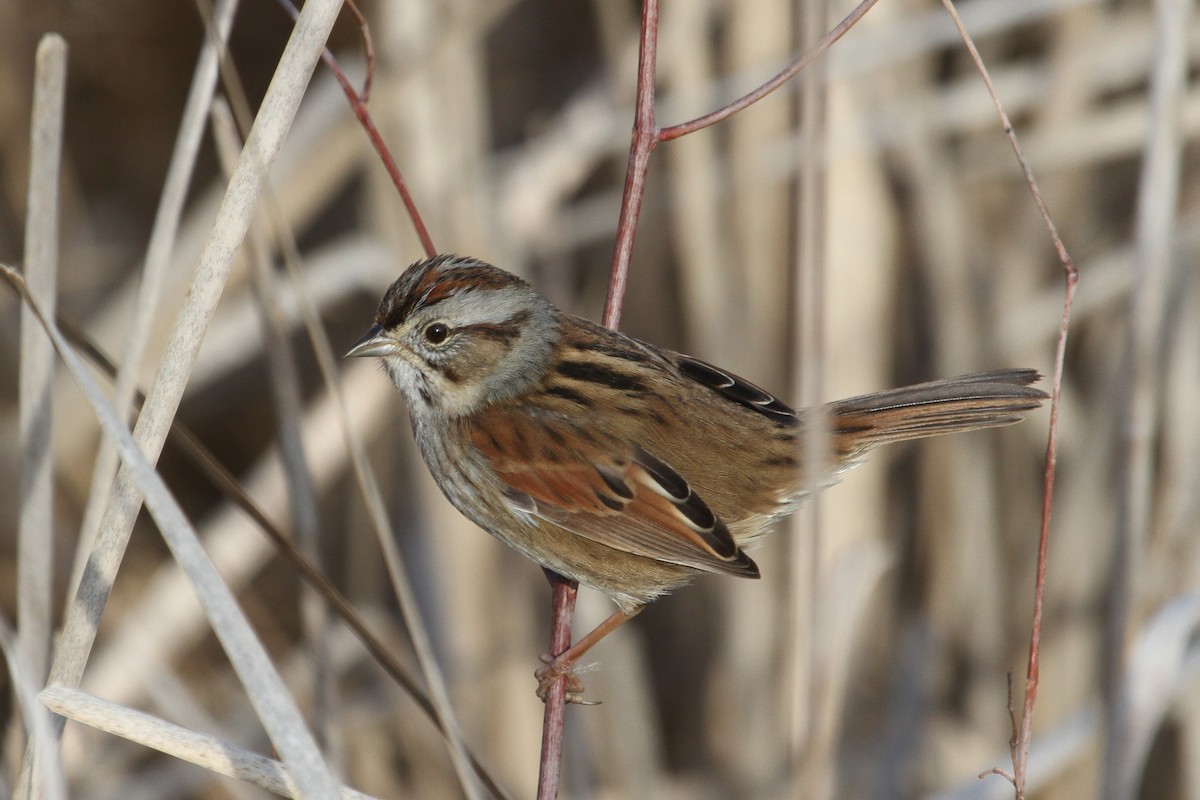 Swamp Sparrow - ML43457891