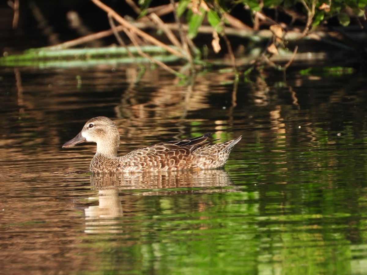 Blue-winged Teal - Martha Cartwright