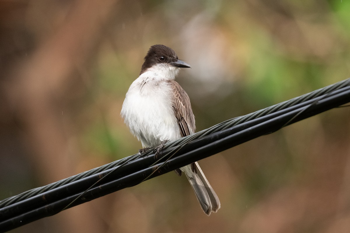 Loggerhead Kingbird (Puerto Rico) - ML434579161