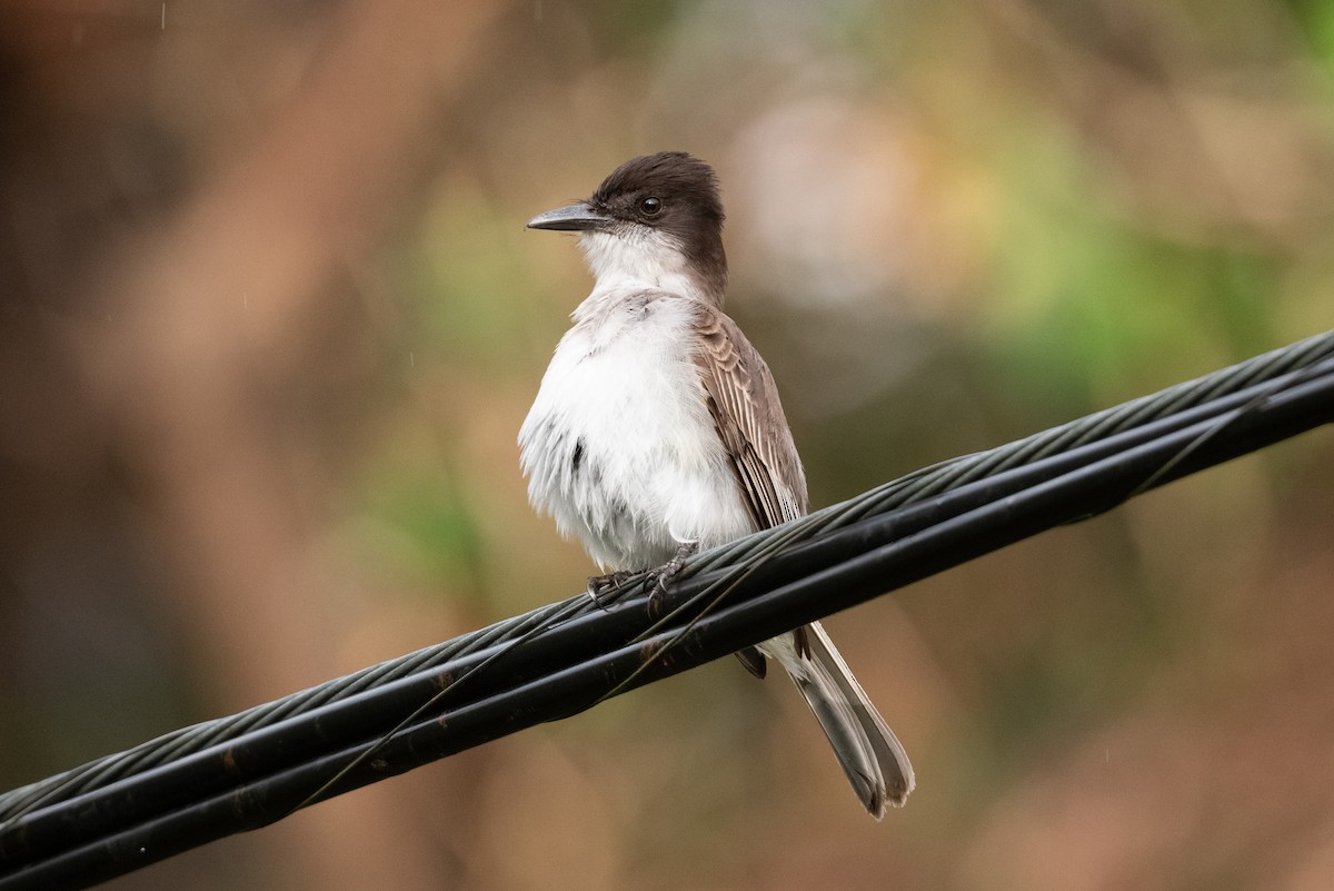 Loggerhead Kingbird (Puerto Rico) - ML434579171