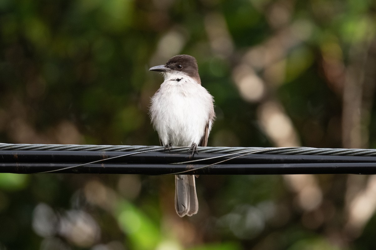 Loggerhead Kingbird (Puerto Rico) - ML434579181