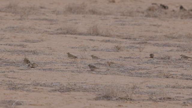 Greater Short-toed Lark - ML434579531