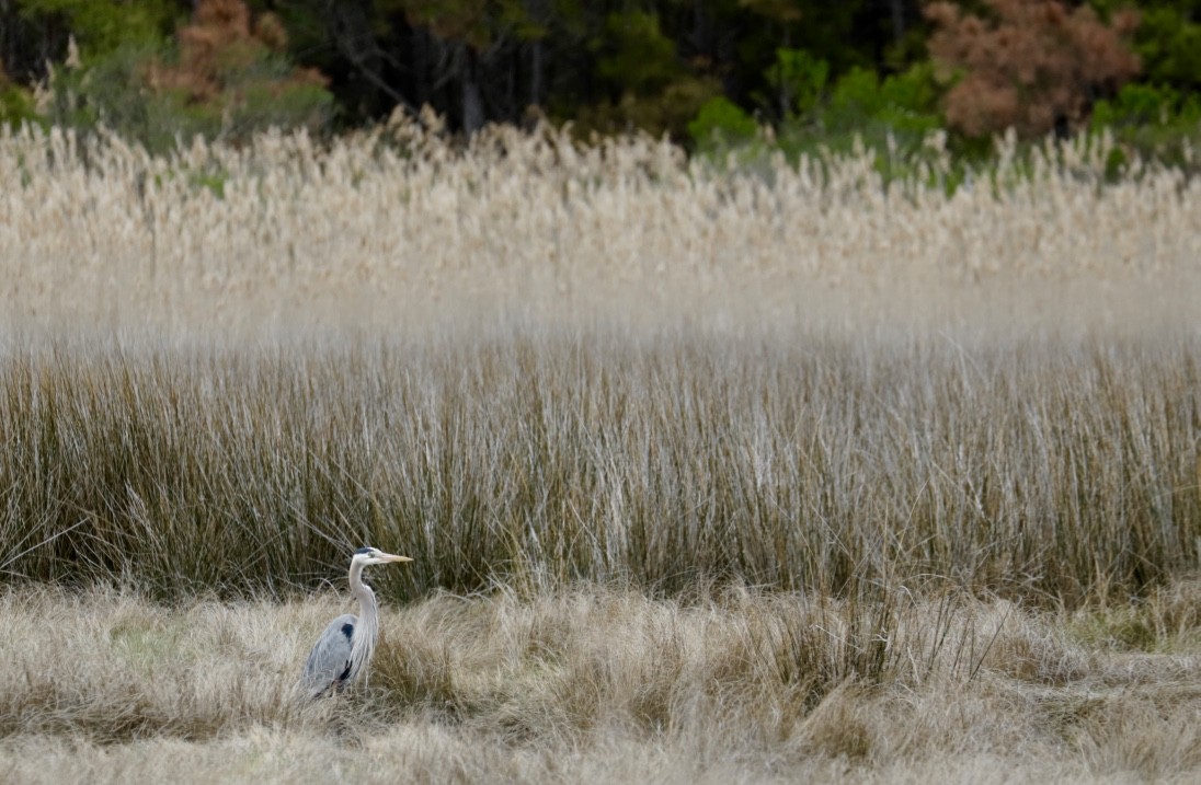 Garza Azulada - ML434580291