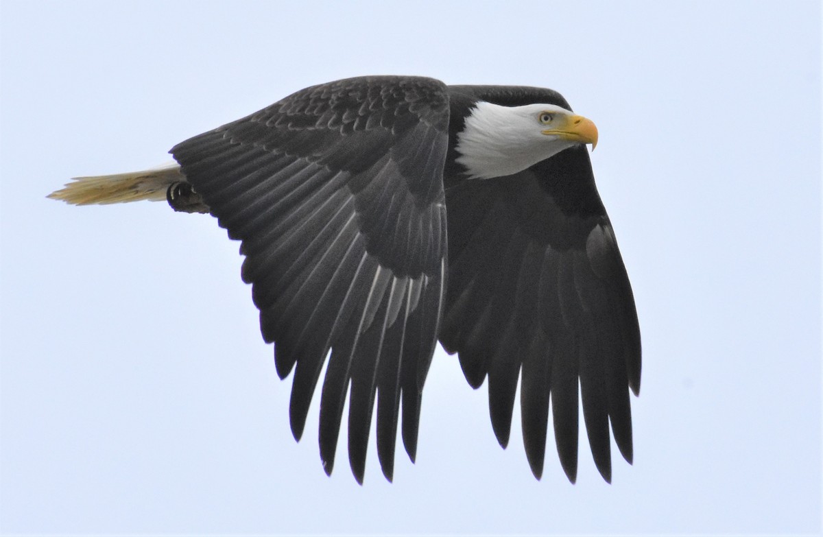 Bald Eagle - Douglas Long