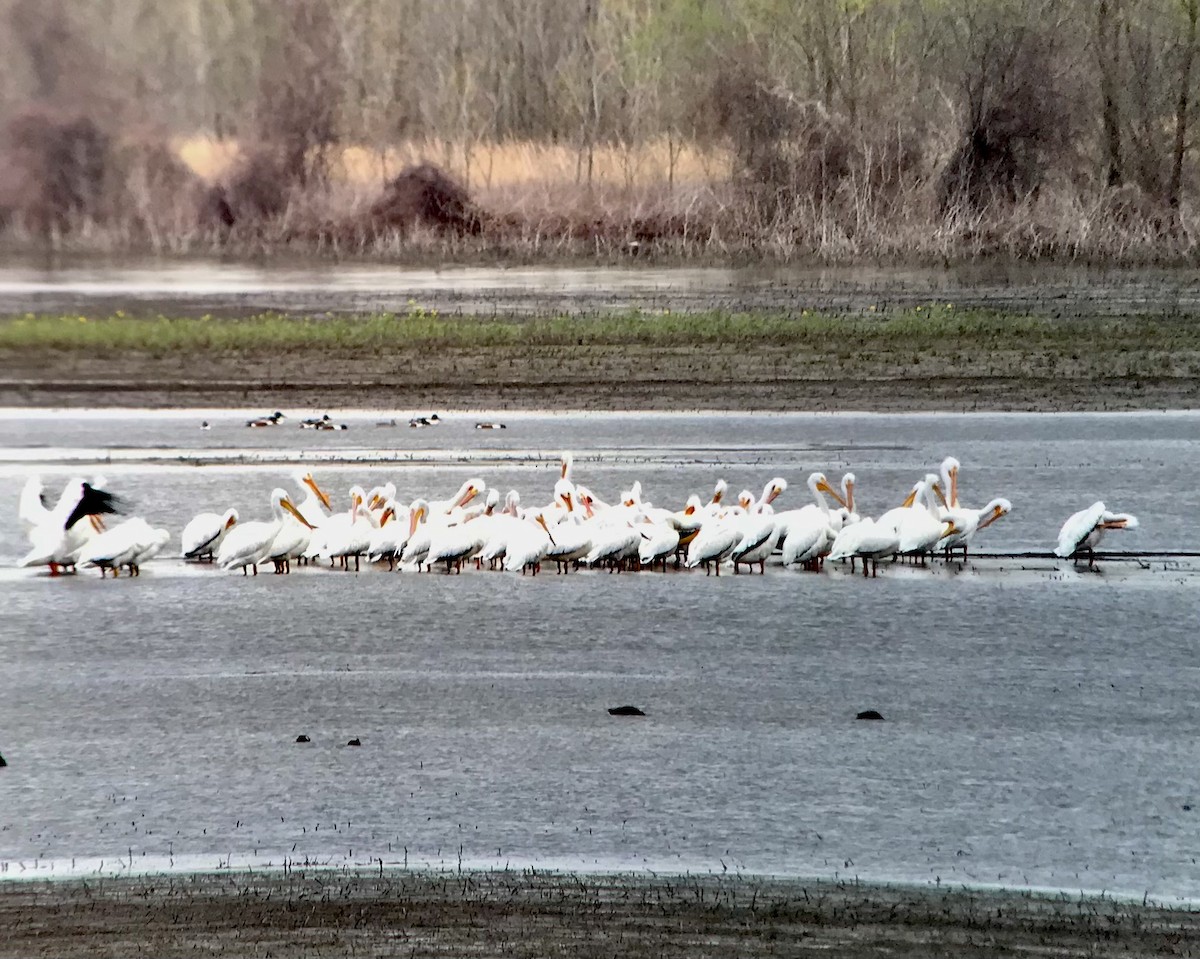 American White Pelican - ML434581501