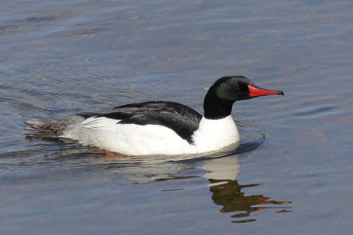 Common Merganser - ML434581981