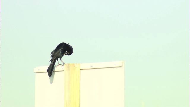 grackle sp. - ML434582