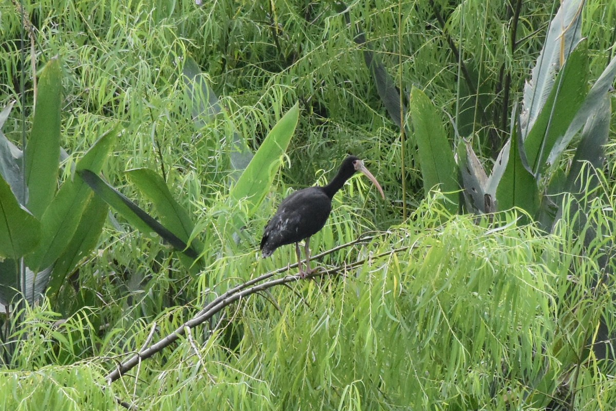 Ibis à face nue - ML434582431