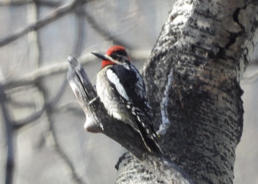 Red-naped Sapsucker - ML434582571