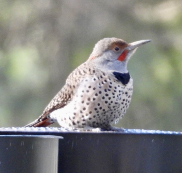 Northern Flicker - ML434582691