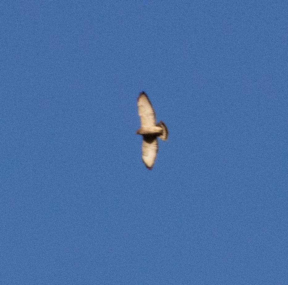 Broad-winged Hawk - ML434585351