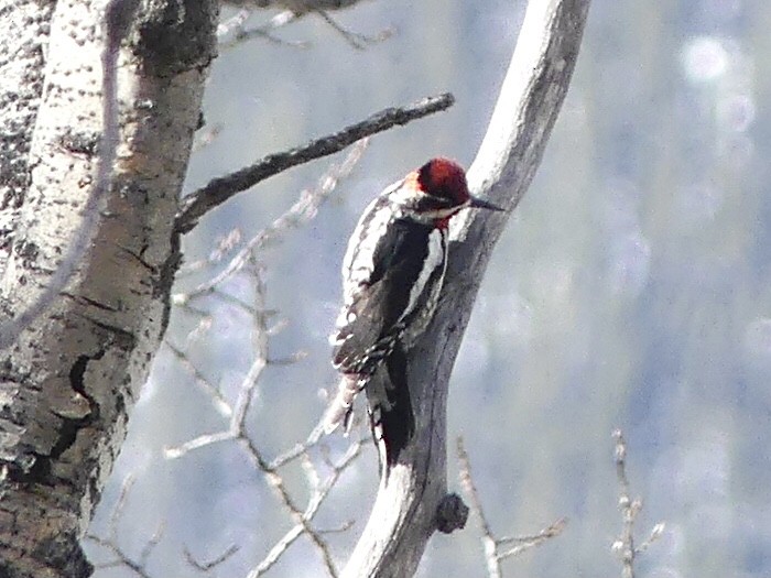 Red-naped Sapsucker - ML434585401