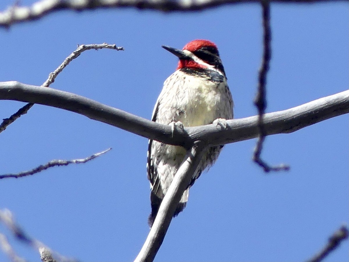Red-naped Sapsucker - ML434585431