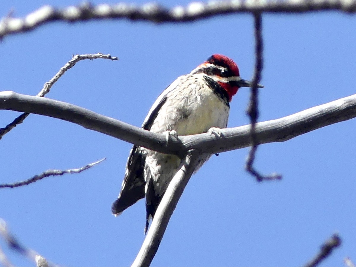 Red-naped Sapsucker - ML434585441