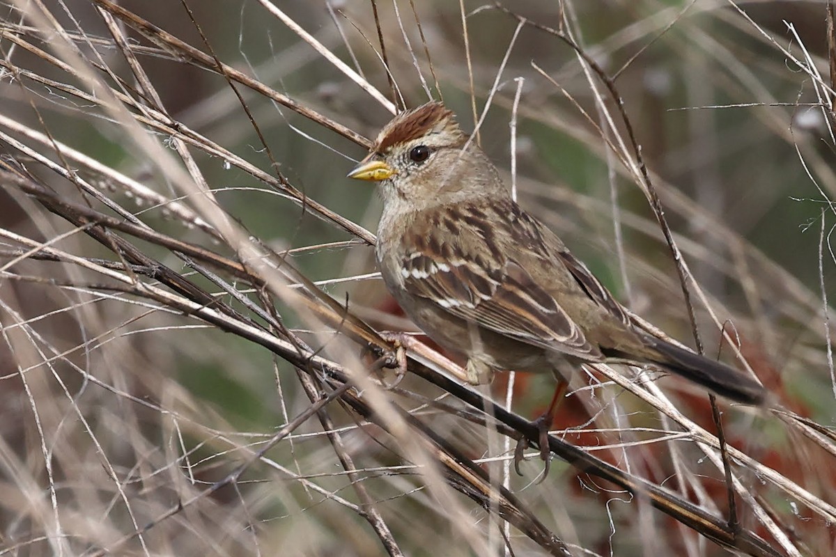 White-crowned Sparrow (Yellow-billed) - Keith Leland