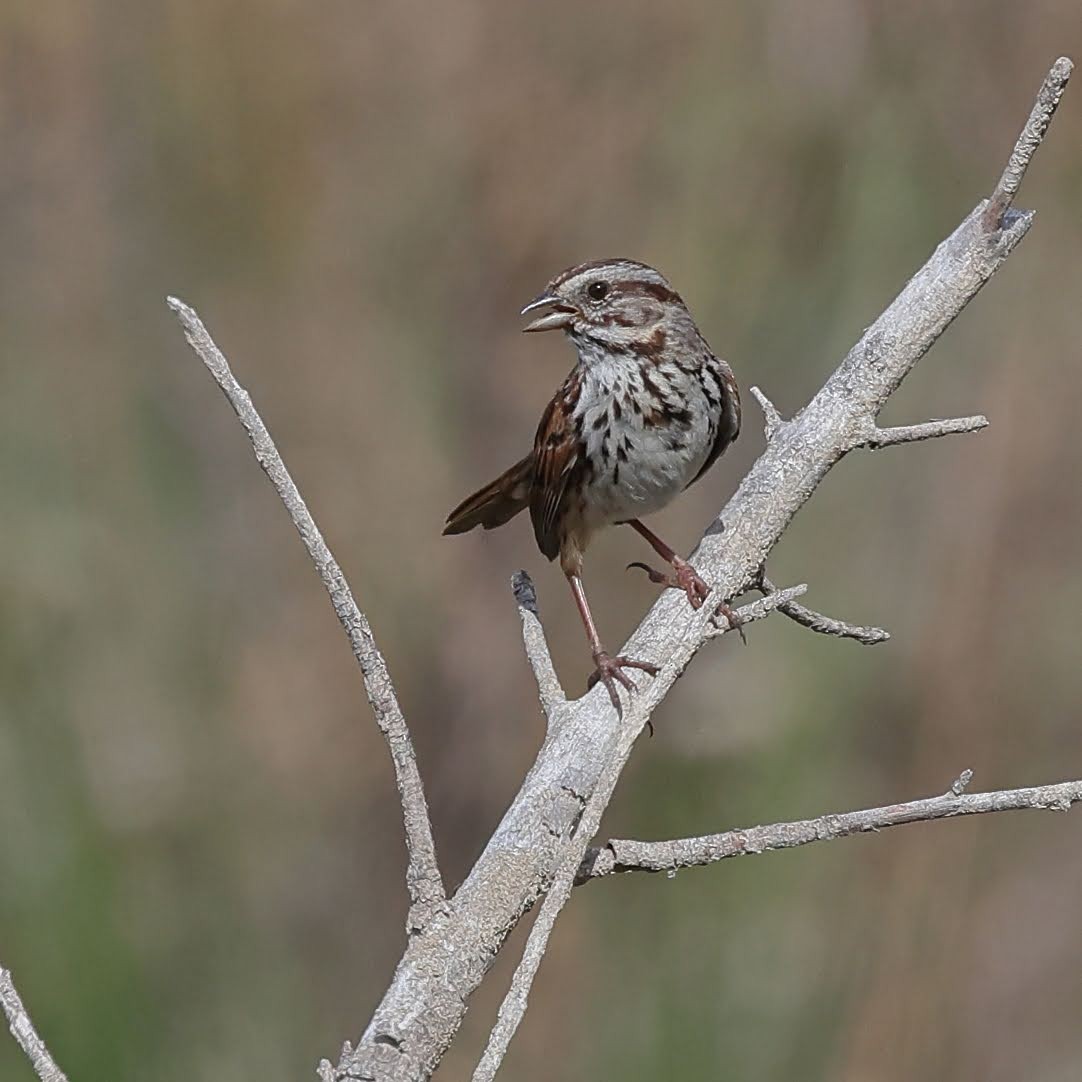 Song Sparrow - Keith Leland