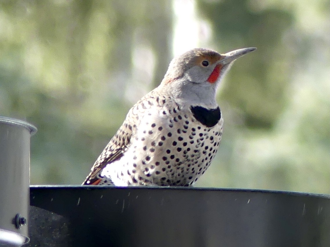 Northern Flicker - ML434585801