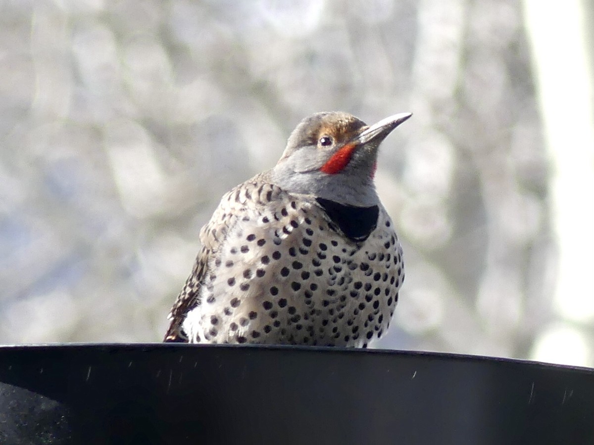 Northern Flicker - ML434585831