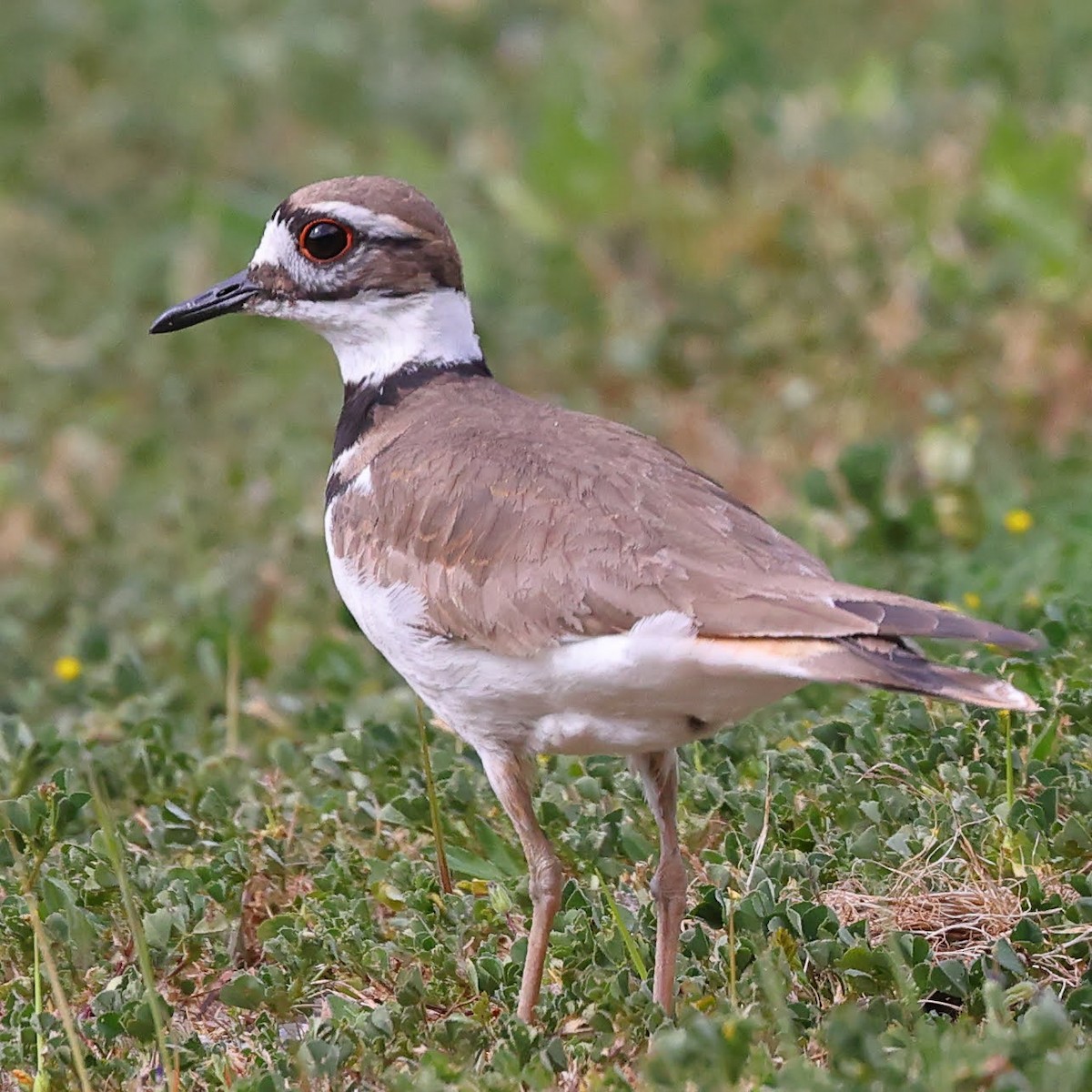 Killdeer - ML434585991