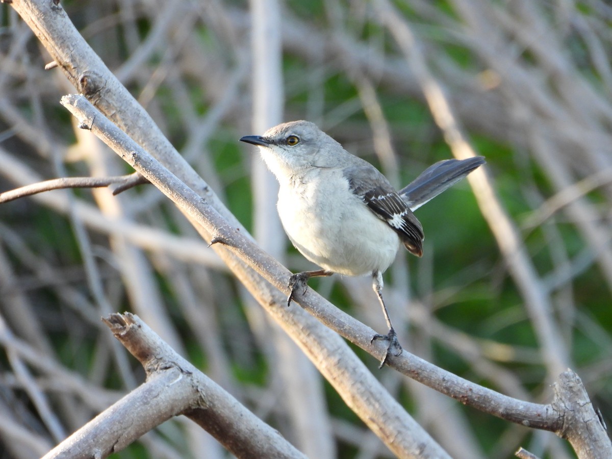 Northern Mockingbird - ML434586211