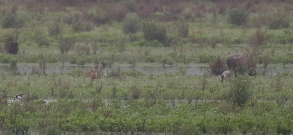 Sandhill Crane (tabida/rowani) - ML43458681