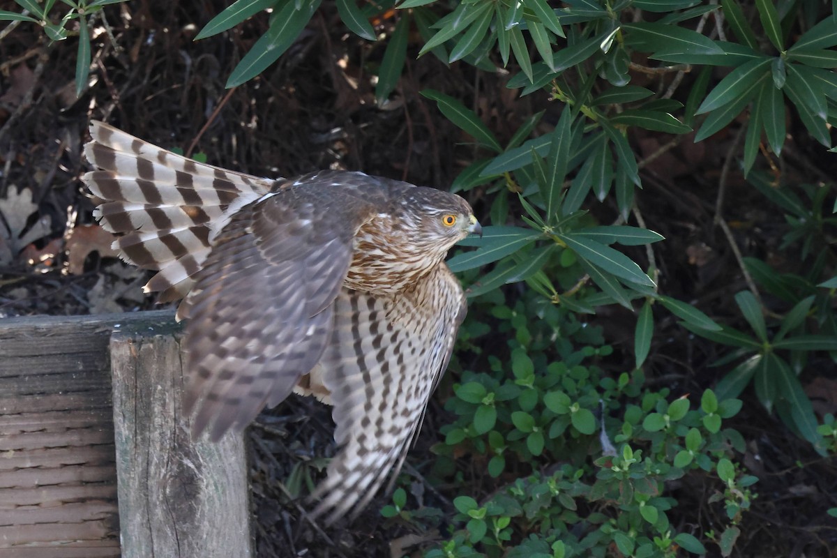 Sharp-shinned Hawk - ML434587111