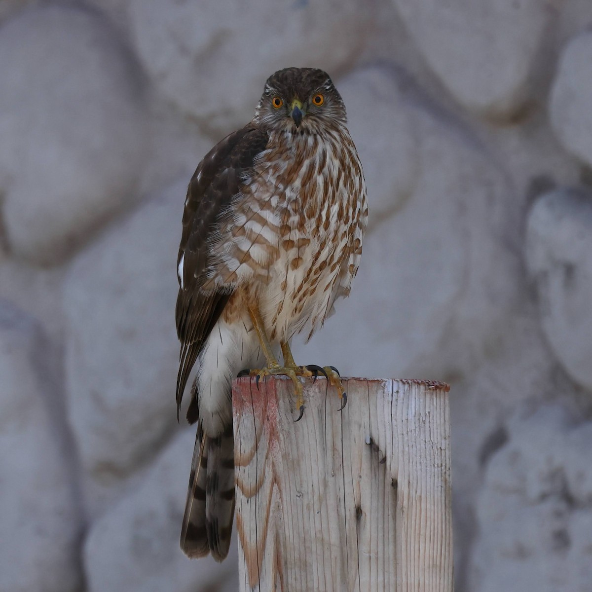 Sharp-shinned Hawk - ML434587741